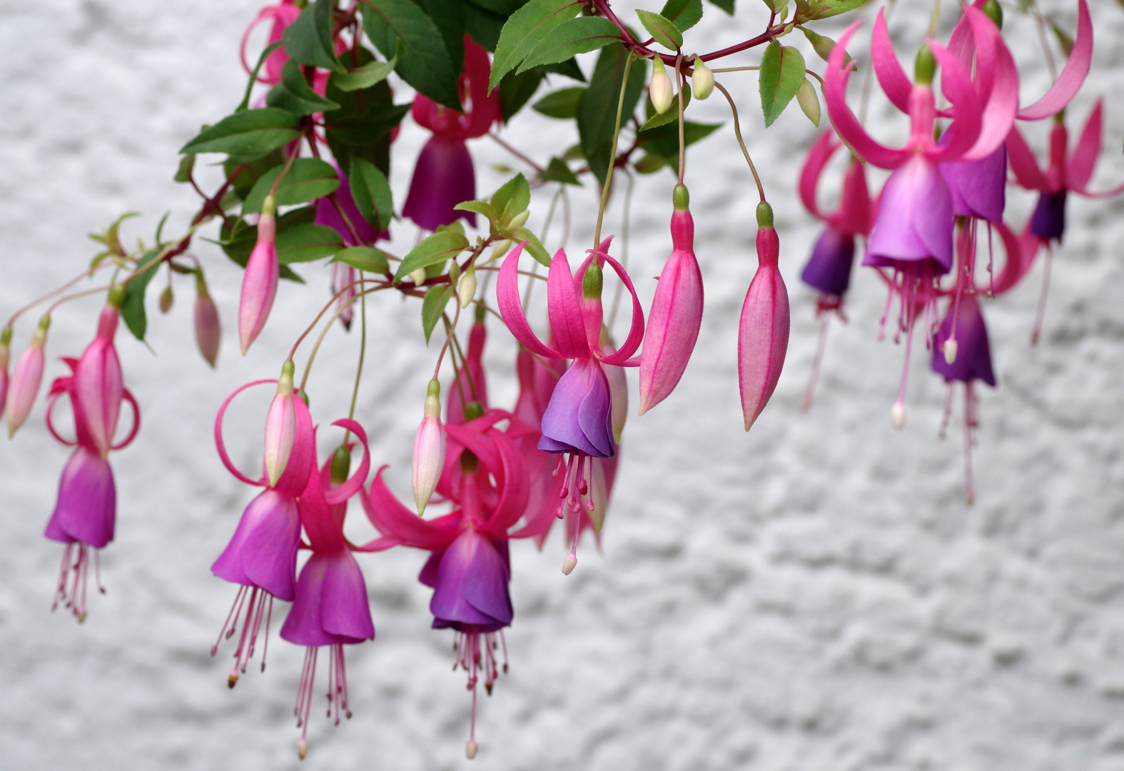 ... Fuchsie "Libelle" ....