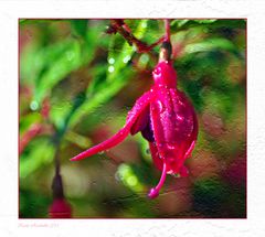 Fuchsie mit Relief