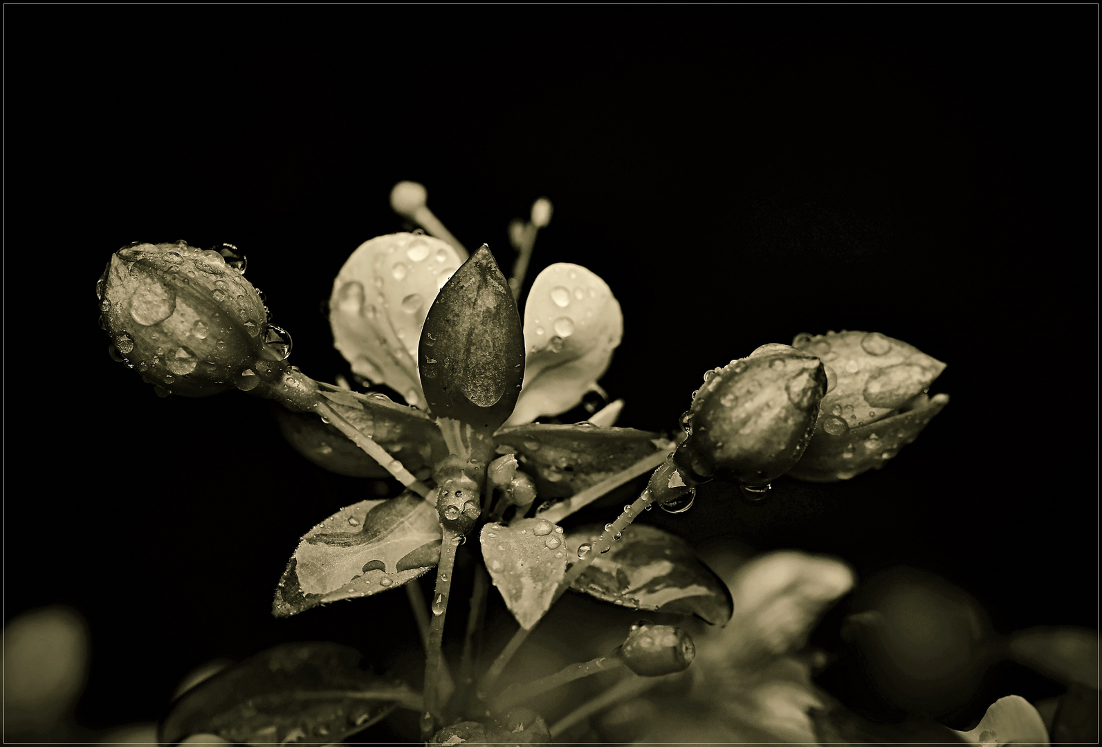 Fuchsie nach dem Regen