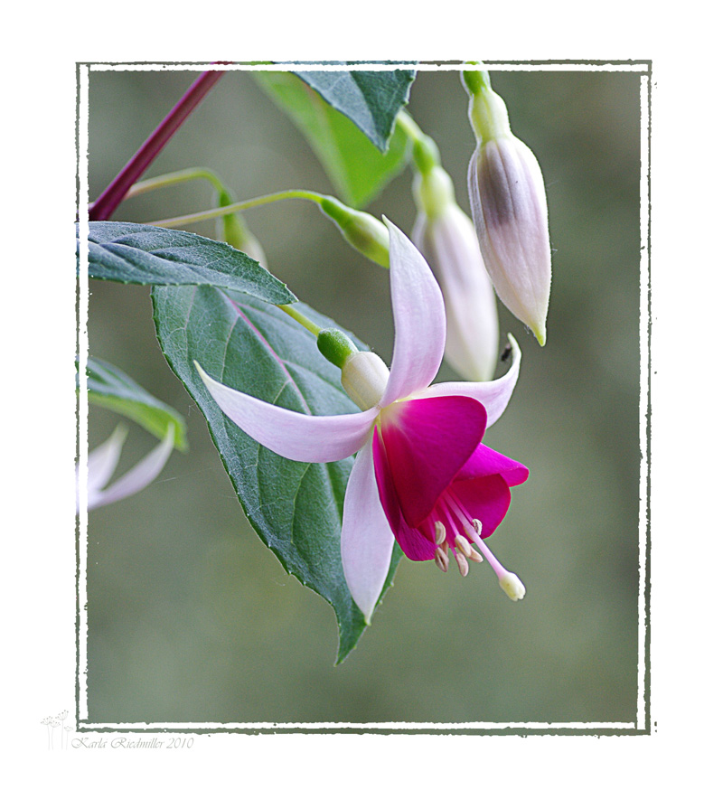 ... Fuchsie - Name leider unbekannt! ...