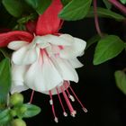 Fuchsie Nr. 7459