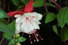 Fuchsie Nr. 7459