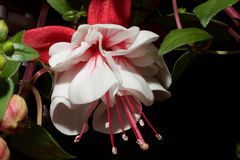 Fuchsie Nr. 7483