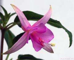 ... Fuchsie "Summerdaffodil" (1) ....