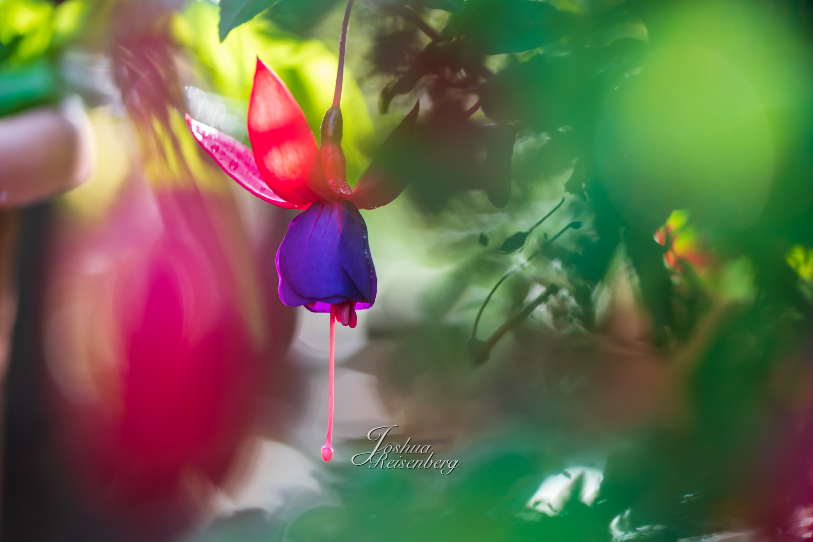 Fuchsie umgeben von weichem Bokeh