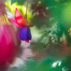 Fuchsie umgeben von weichem Bokeh