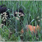 Fuchsie und Wicky-Emily verstecken sich im Weizenfeld (Zorrito y Wicky-Emly juegan al escondite)