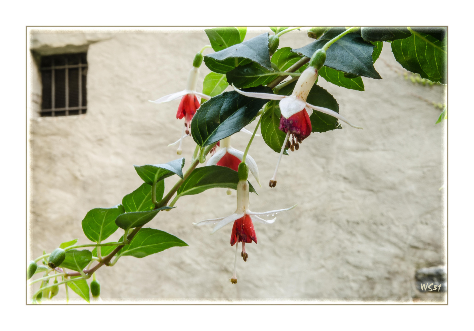 Fuchsie vor Mauer -Überlingen Stadtgarten-