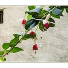 Fuchsie vor Mauer -Überlingen Stadtgarten-