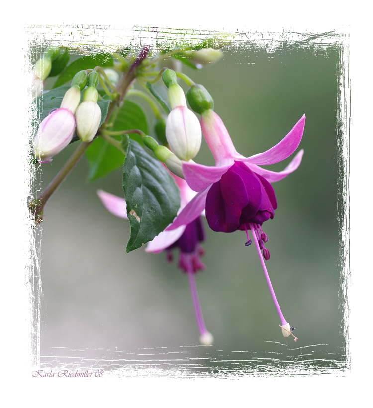 ... Fuchsie: Waldis Katja .....