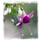 ... Fuchsie: Waldis Katja .....