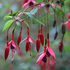 Fuchsie (Wildwuchs)  -  Fuchsia magellanica Gracilis