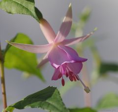 Fuchsie2 20-7-2014