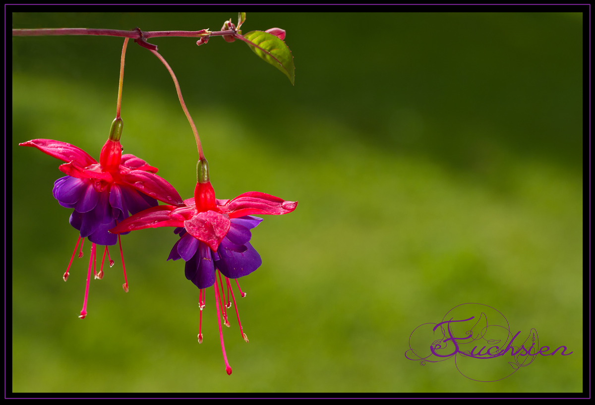 Fuchsien