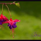 Fuchsien