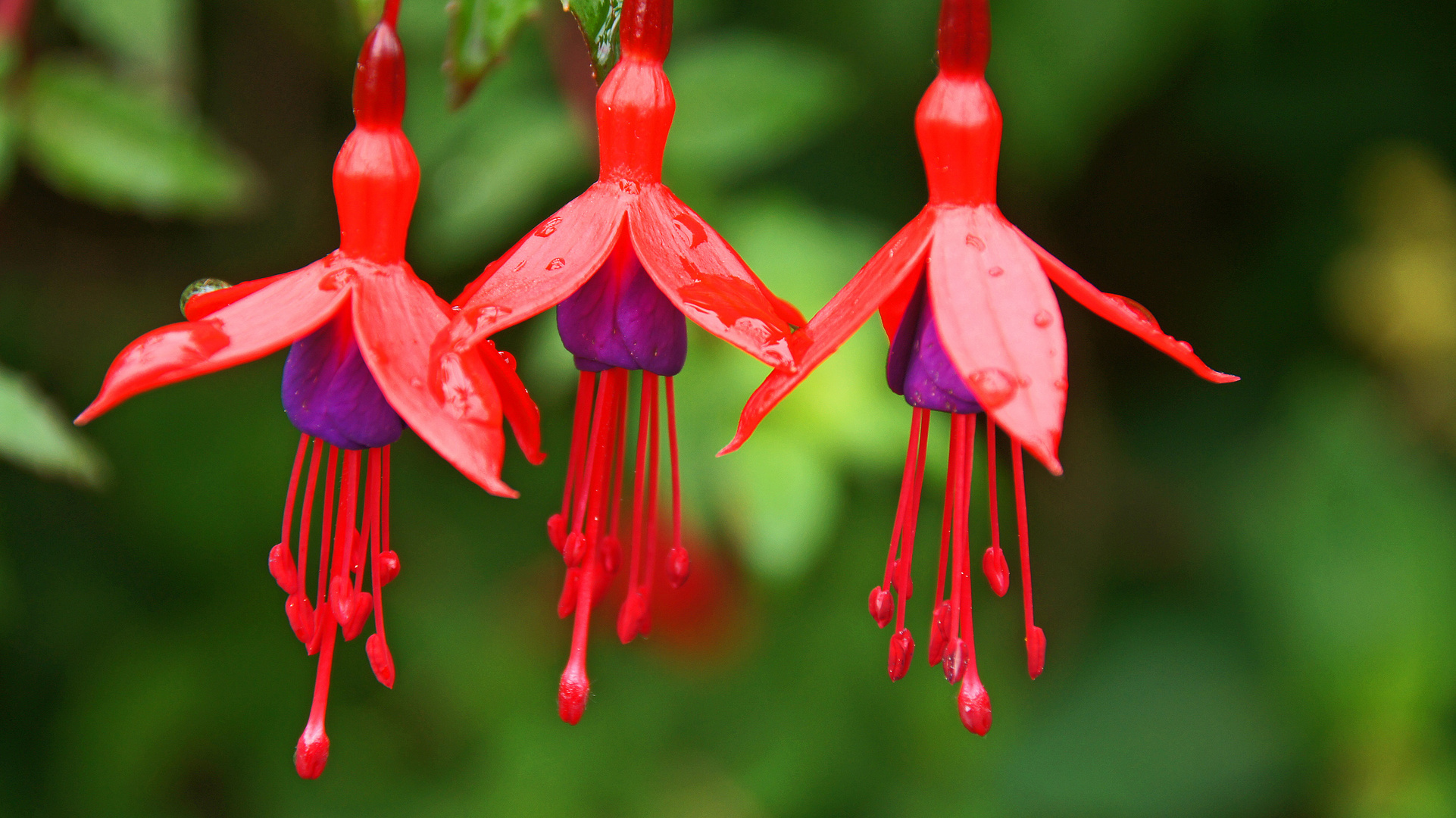 Fuchsien