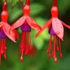 Fuchsien