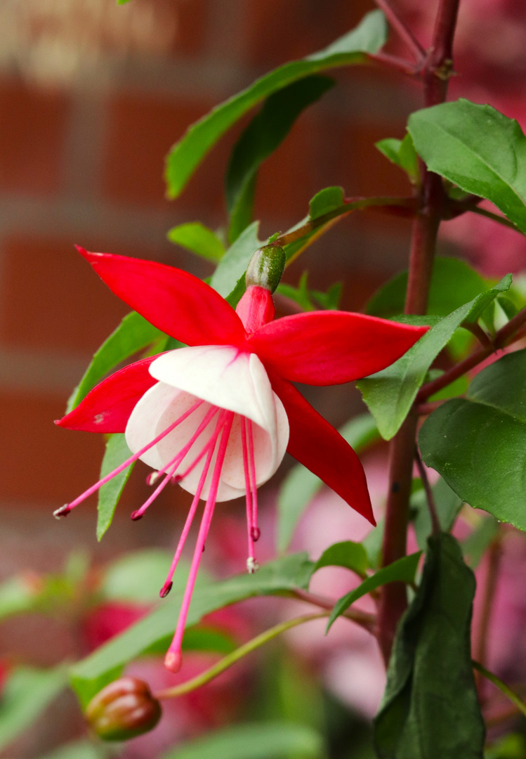 Fuchsien