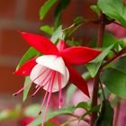 Fuchsien