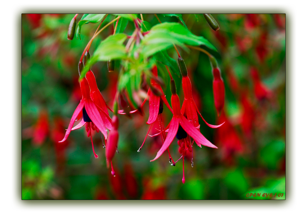 Fuchsien