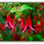 Fuchsien