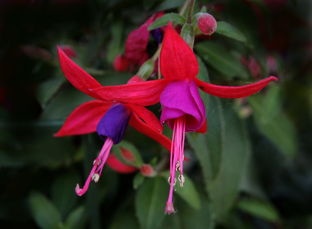 Fuchsien