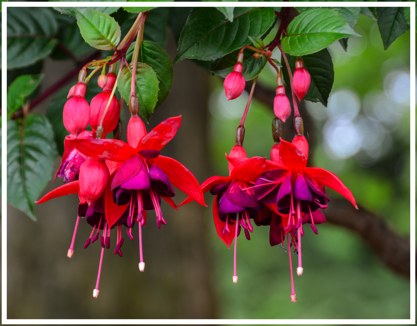 Fuchsien