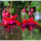 Fuchsien