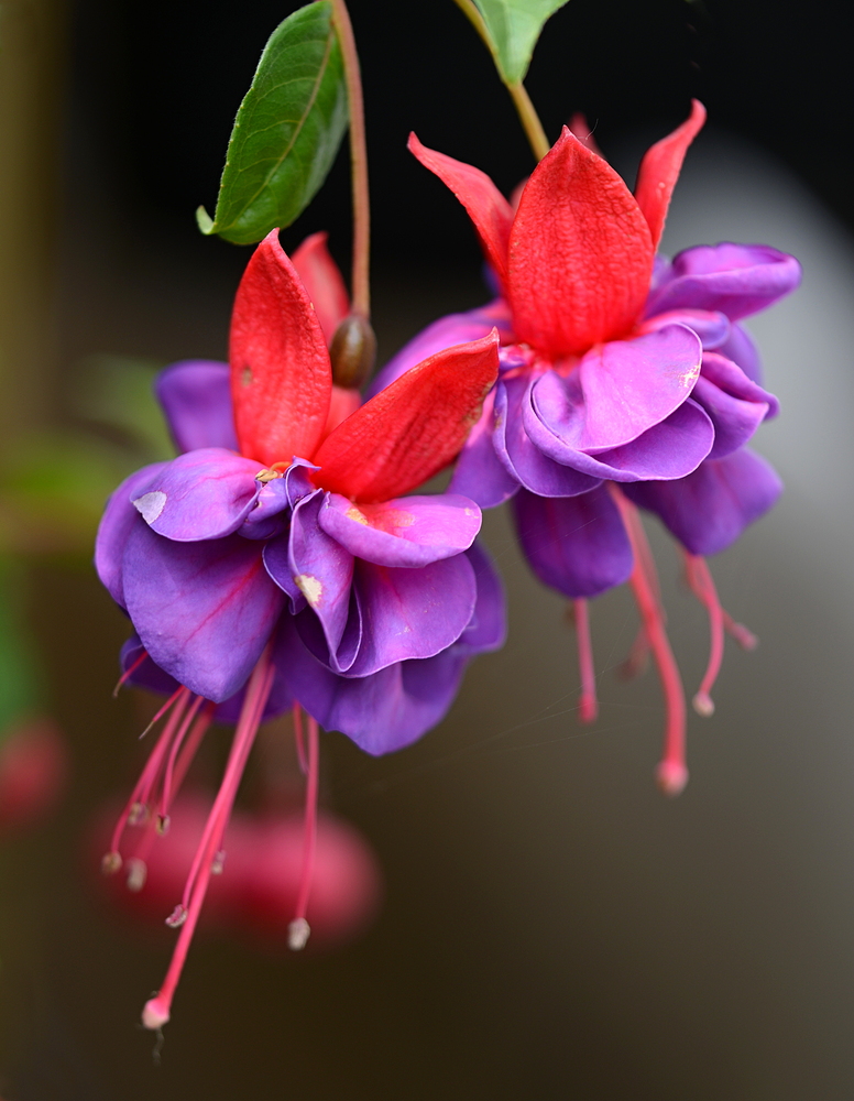 Fuchsien...