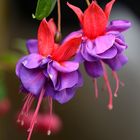 Fuchsien...