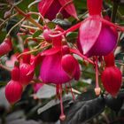 Fuchsien