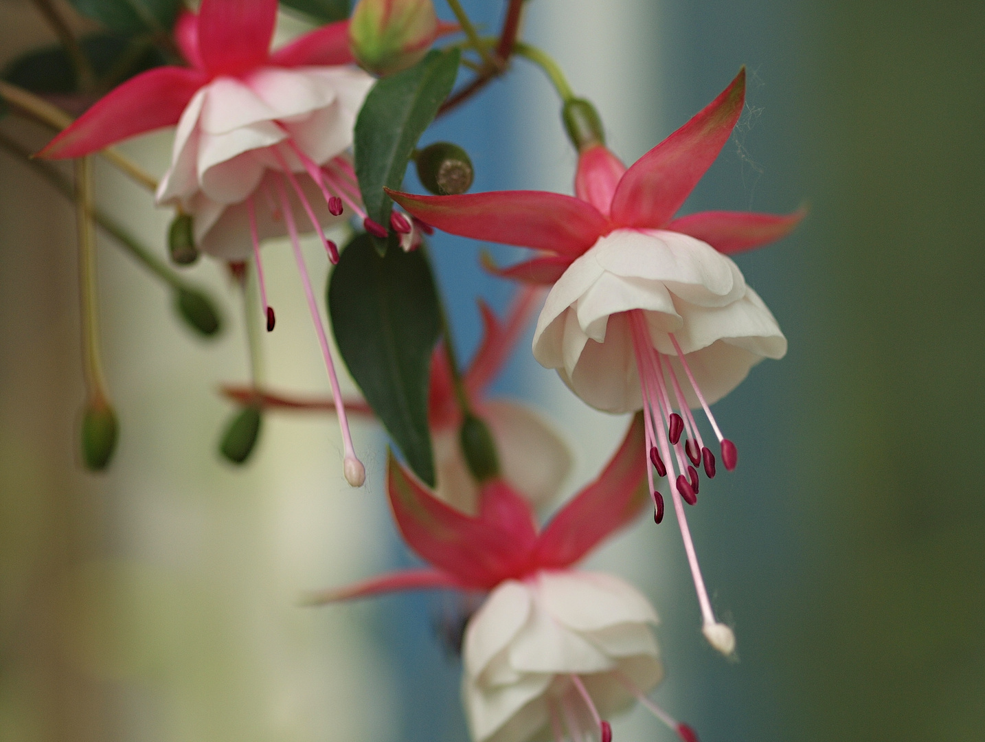 Fuchsien...