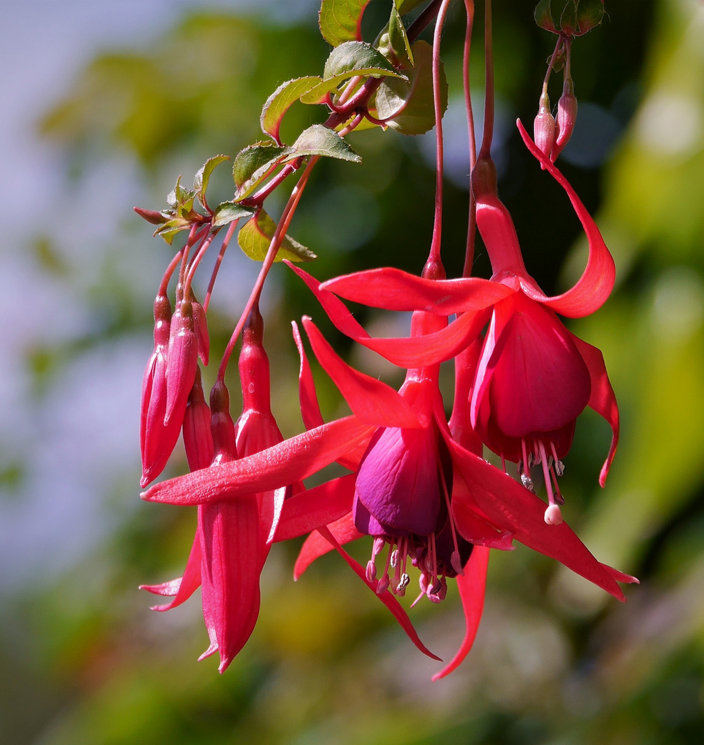 Fuchsien