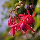 Fuchsien