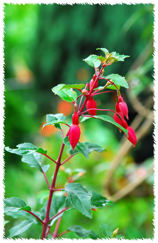 Fuchsien