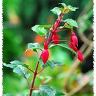 Fuchsien