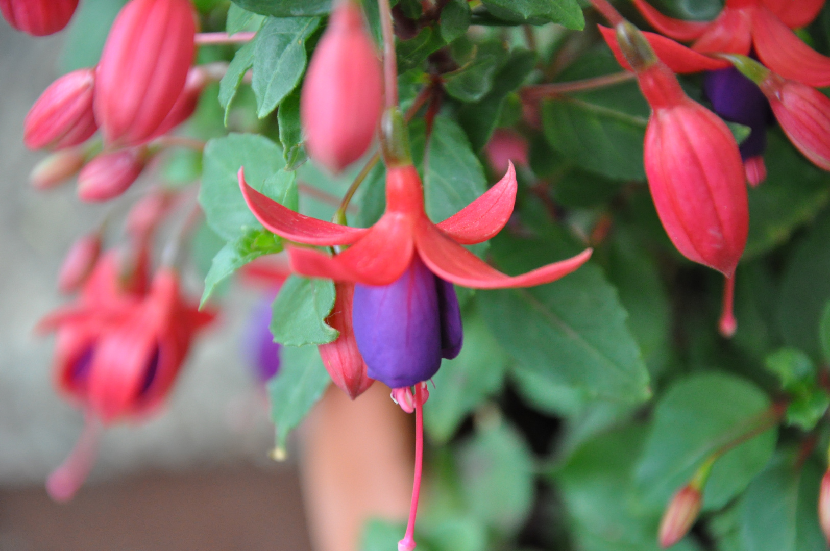 Fuchsien