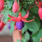 Fuchsien