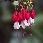 Fuchsien.......