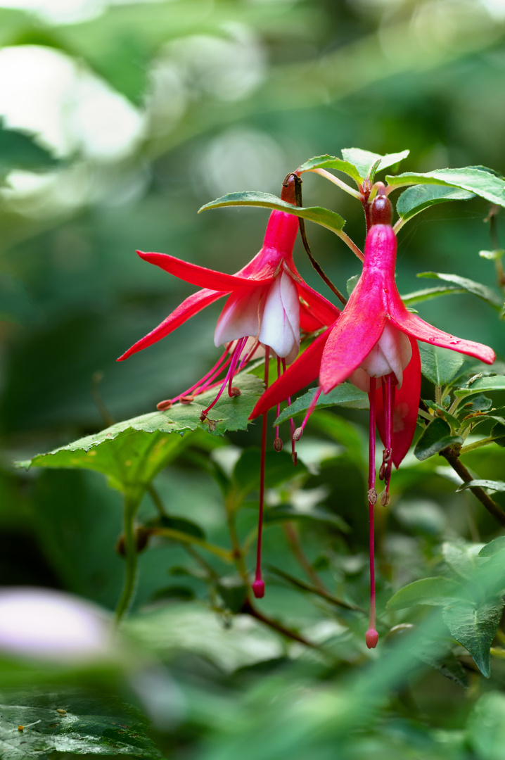 Fuchsien