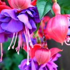 Fuchsien