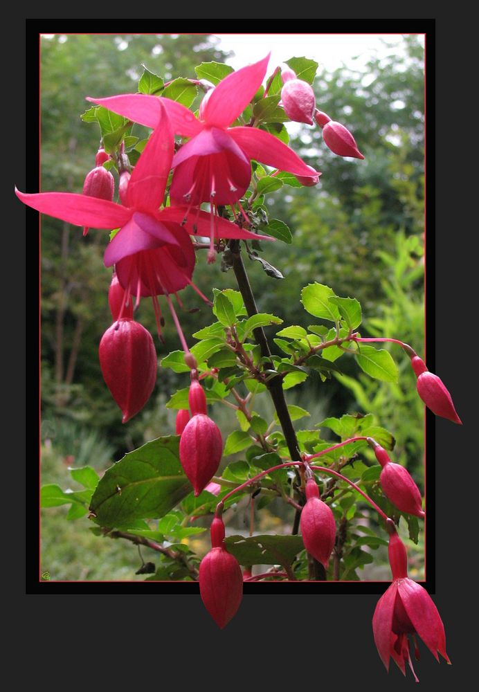 Fuchsien