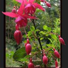 Fuchsien