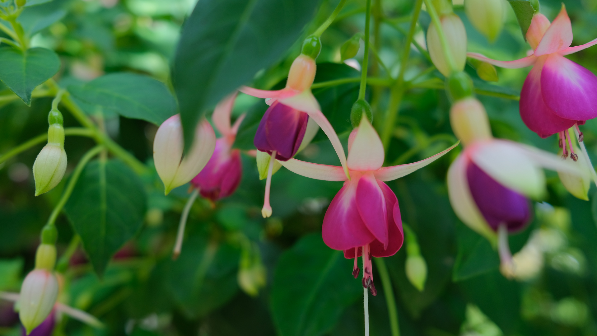 Fuchsien