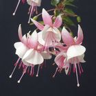 Fuchsien 