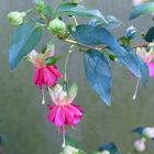 Fuchsien