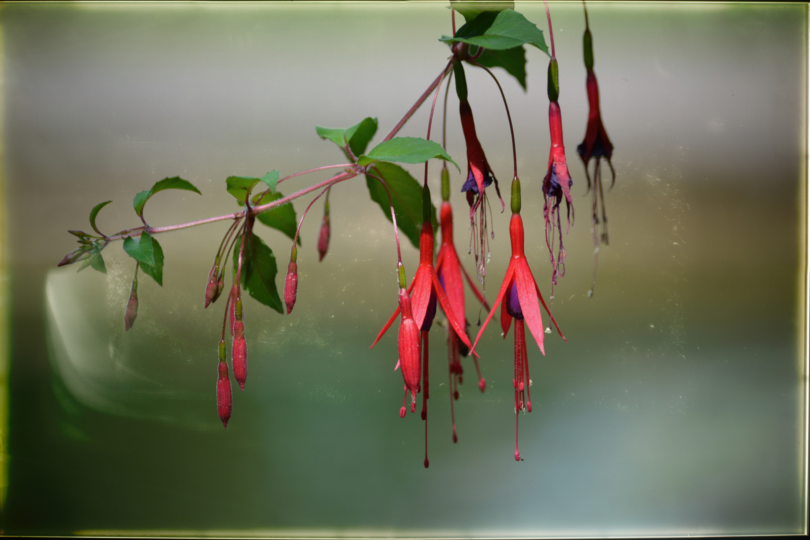 Fuchsien am Montag