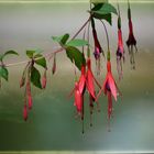 Fuchsien am Montag