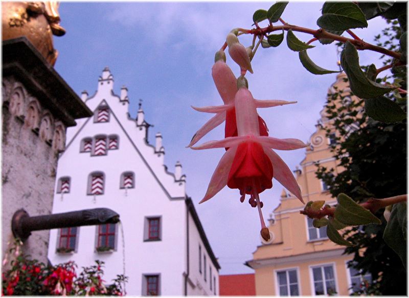 Fuchsien am Wemdinger Marktbrunnen