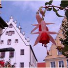 Fuchsien am Wemdinger Marktbrunnen